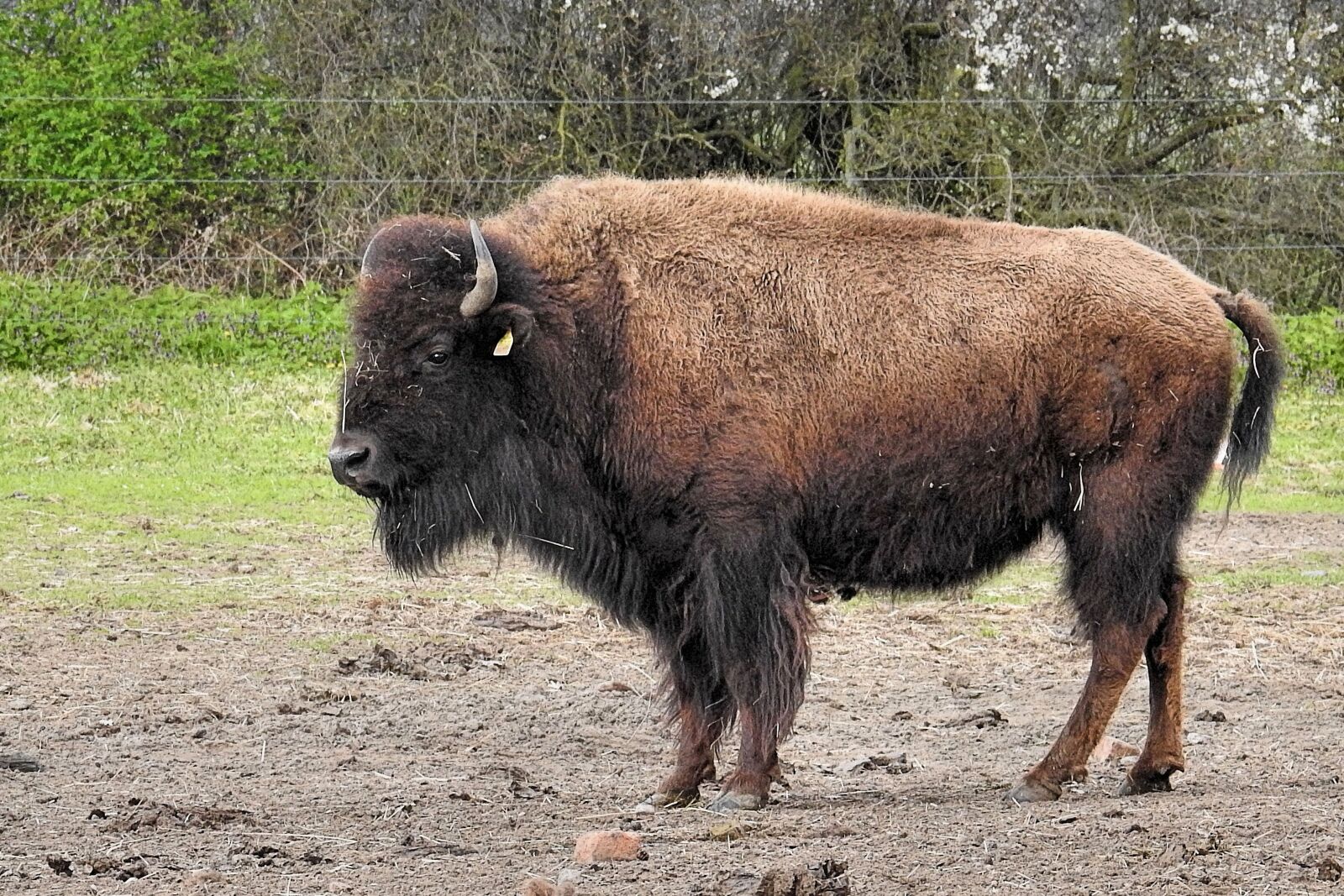 Nikon Coolpix P900 sample photo. Bison, animal, mammal photography