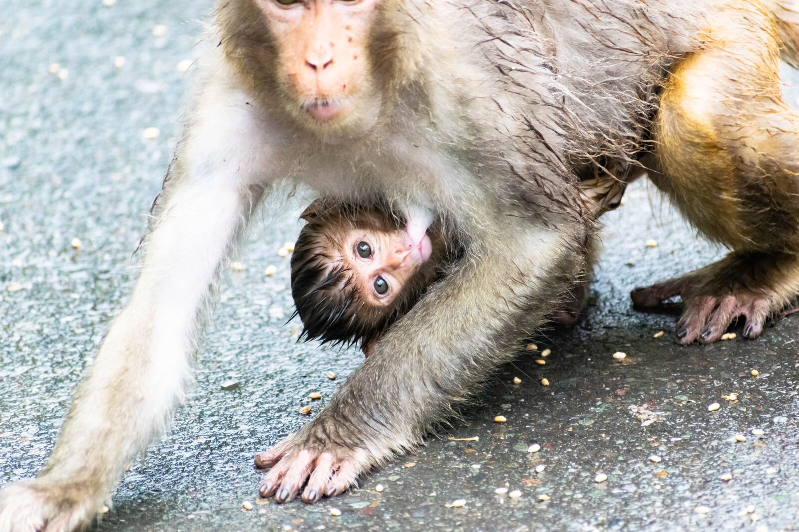 Nikon D3300 sample photo. Baby monkey, mother, breastfeeding photography