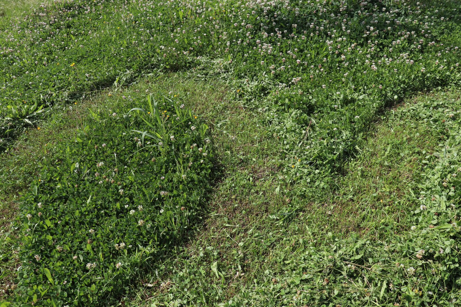 Canon EF-S 18-135mm F3.5-5.6 IS USM sample photo. Grass, court, nature photography