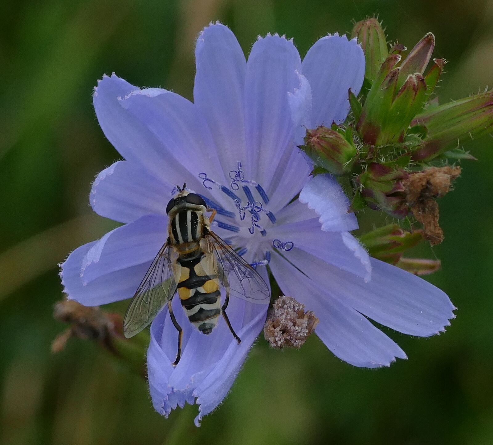 Panasonic Lumix DMC-FZ1000 sample photo. Blue, flower, flowers photography