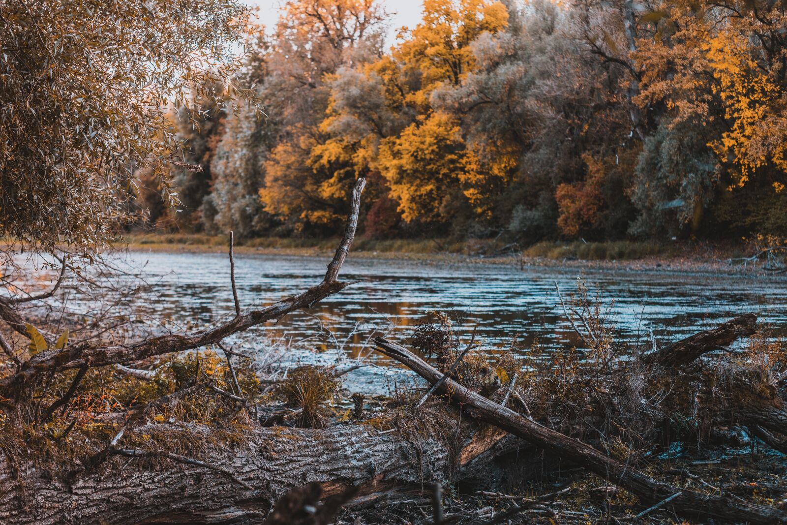 Sony a7 II sample photo. River, trees, autumn photography