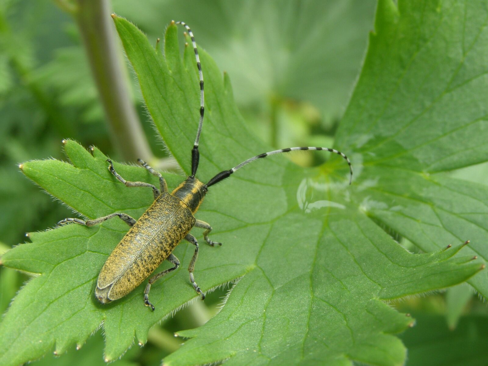 Olympus SP510UZ sample photo. Beetle, longhorn beetle, garden photography