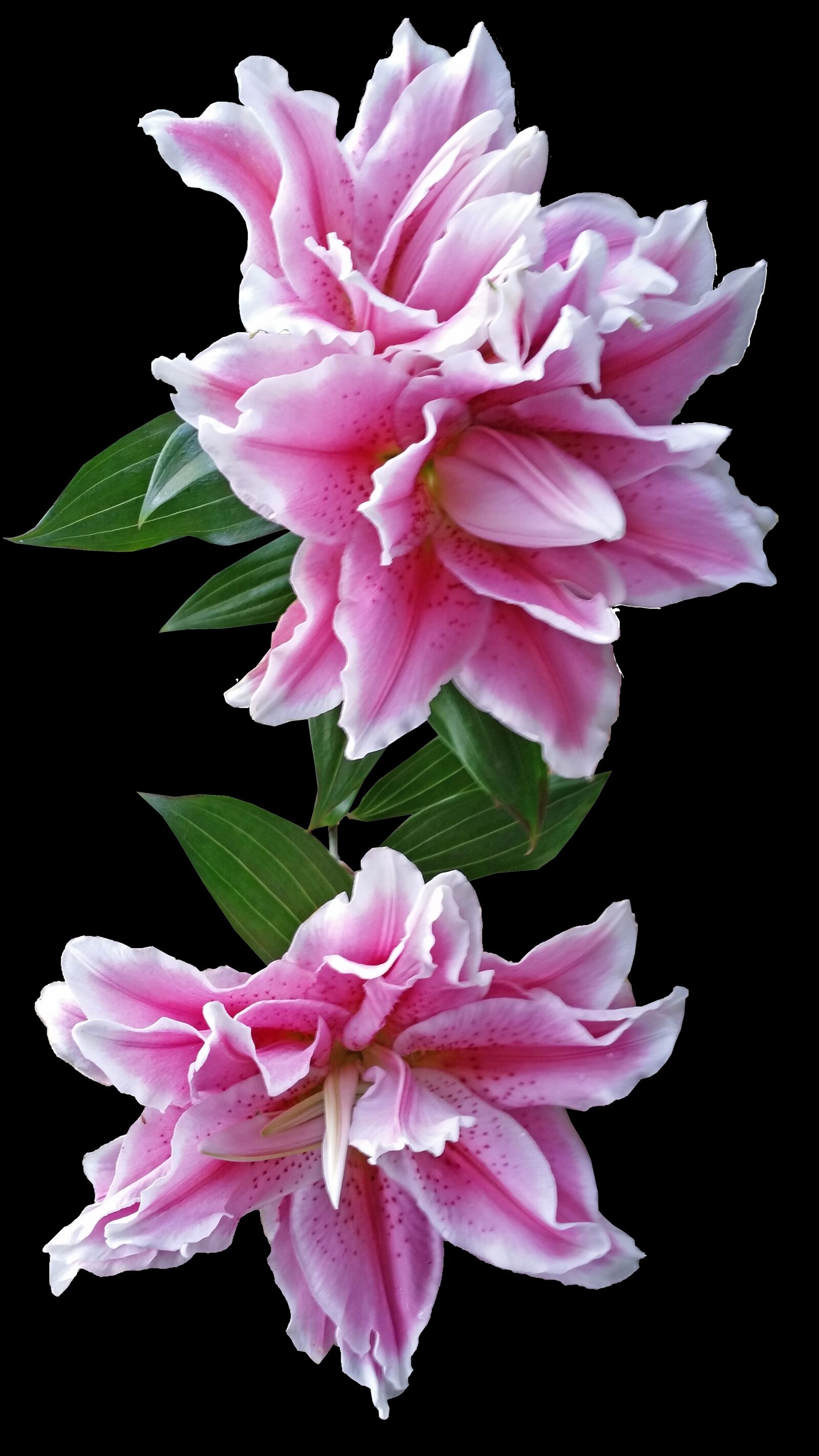 Samsung Galaxy S5 sample photo. Lily, flower, bulb photography