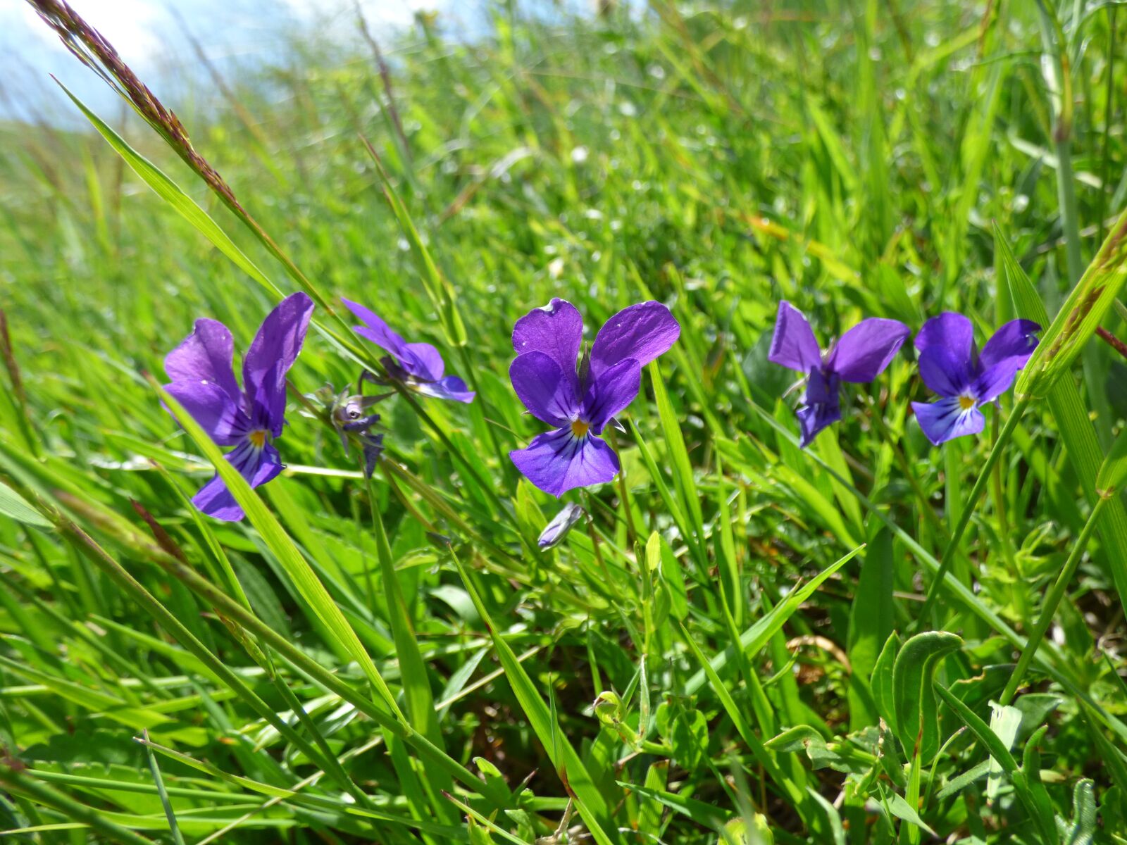 Panasonic DMC-FZ72 sample photo. Violet, flower, pridoda photography