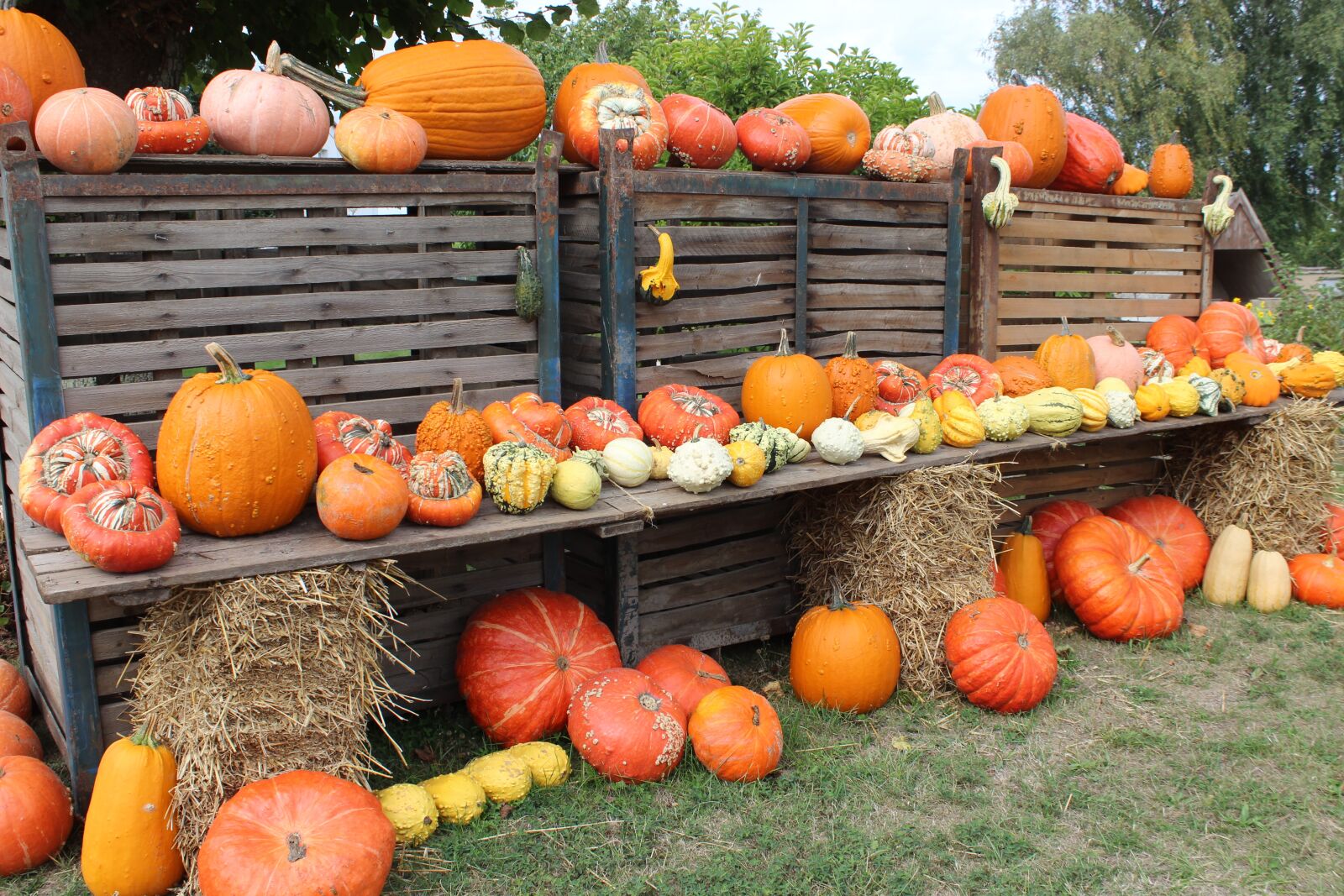 Canon EOS 600D (Rebel EOS T3i / EOS Kiss X5) sample photo. Pumpkin harvest, agriculture, pumpkins photography