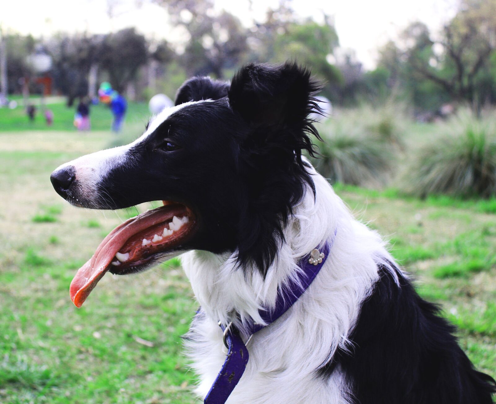 Canon EOS 1300D (EOS Rebel T6 / EOS Kiss X80) sample photo. Dog, language, bordercollie photography