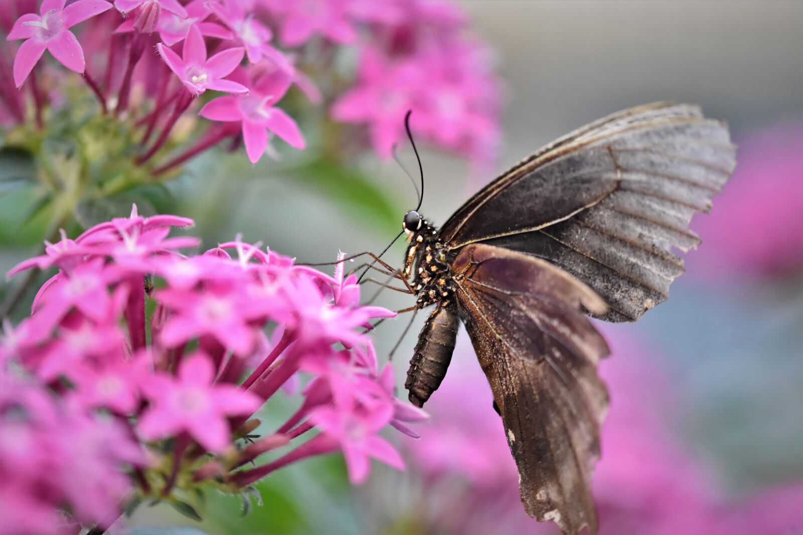 Nikon D7200 sample photo. Butterfly, tropical butterfly, exotic photography