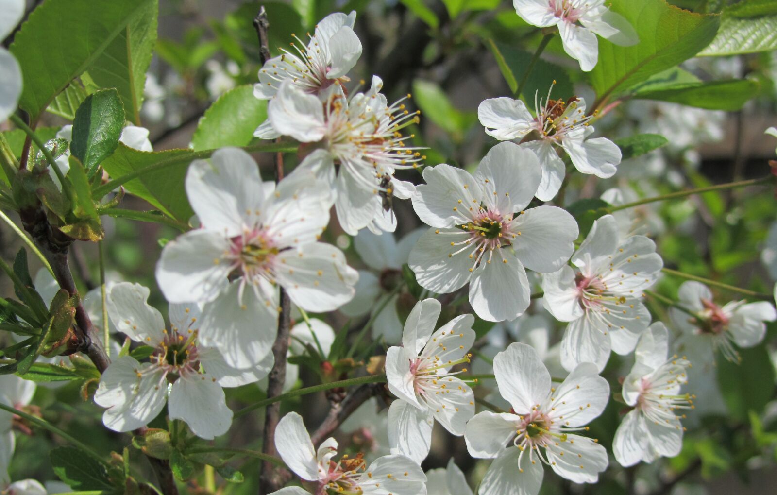 Canon PowerShot SX210 IS sample photo. Apple tree, apple blossoms photography