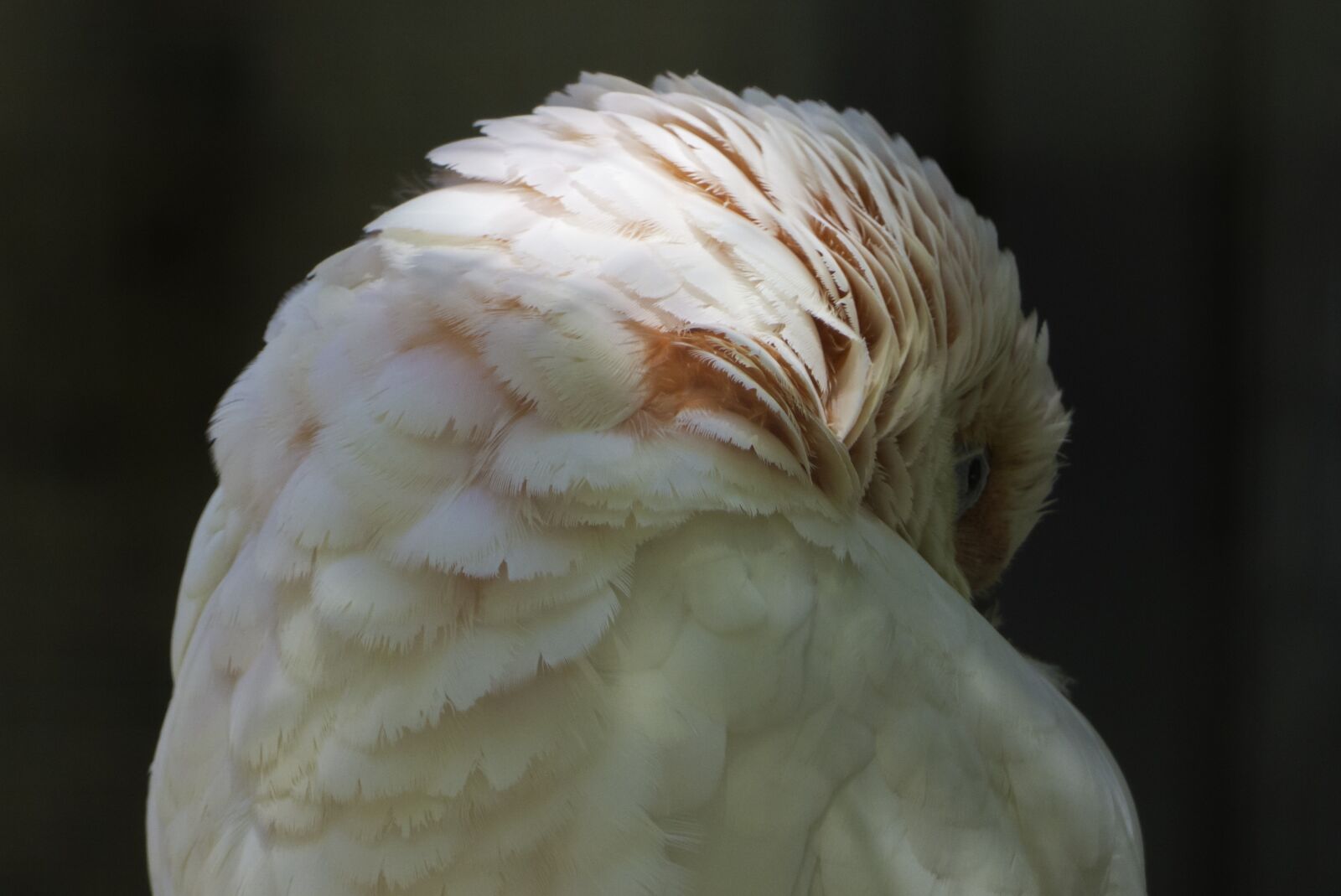 Panasonic Lumix DMC-FZ200 sample photo. Birds, colored feathers, nature photography
