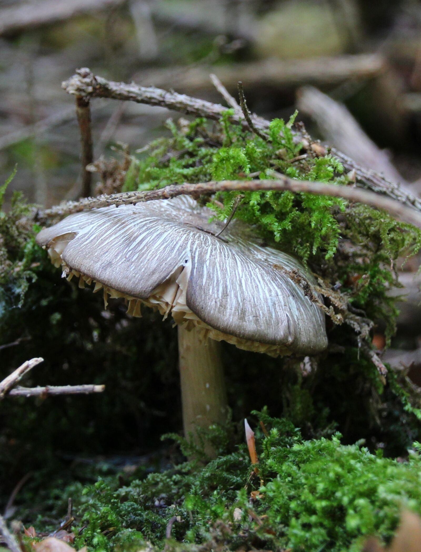 Canon EOS 1200D (EOS Rebel T5 / EOS Kiss X70 / EOS Hi) sample photo. Mushroom, forest, moss photography