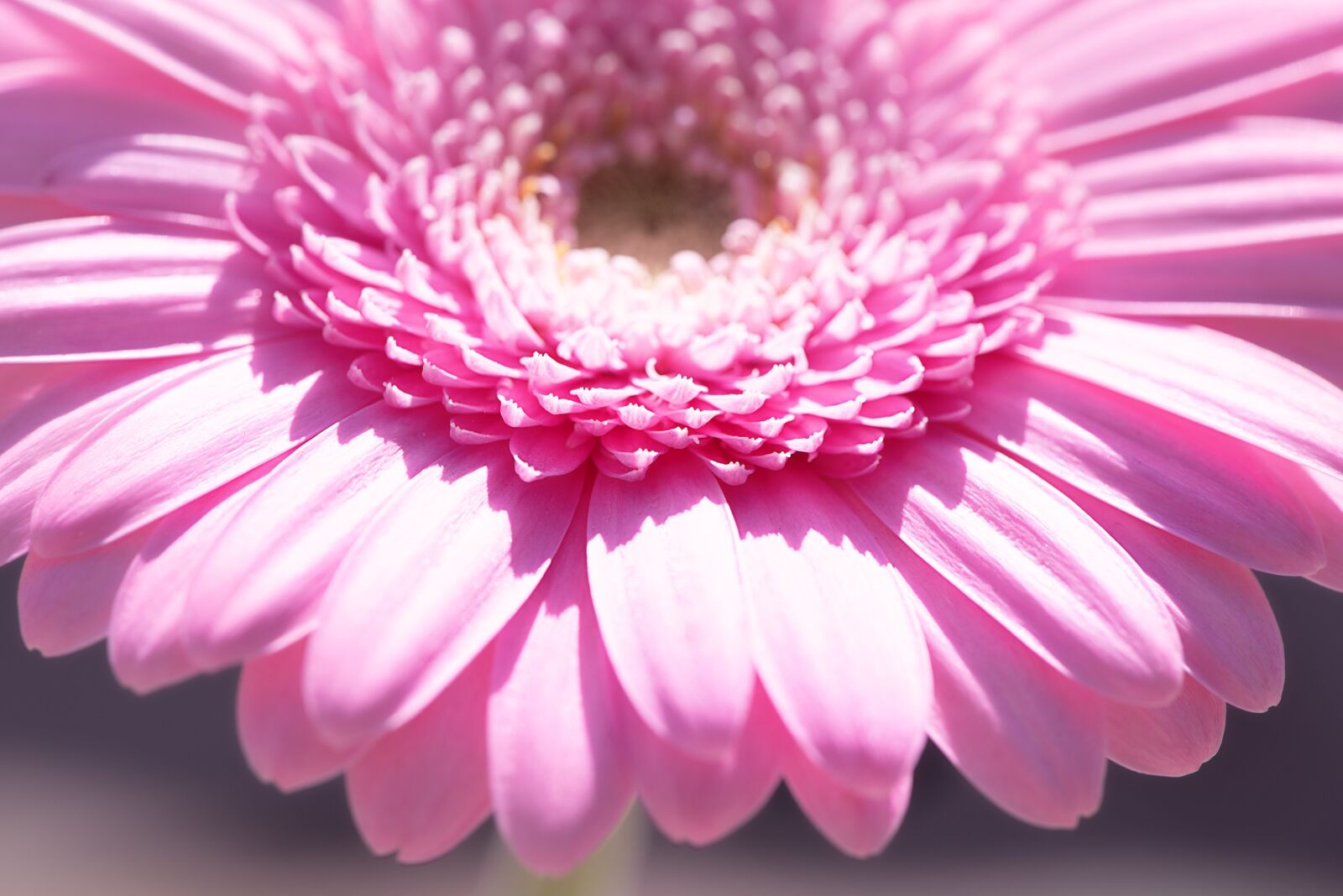 Nikon D750 sample photo. Marguerite, pink, pink daisy photography