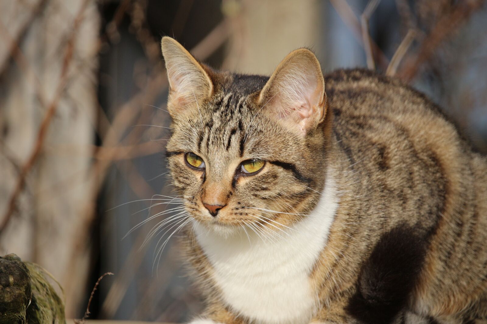 Canon EOS 100D (EOS Rebel SL1 / EOS Kiss X7) sample photo. Cat, kitten, young cat photography