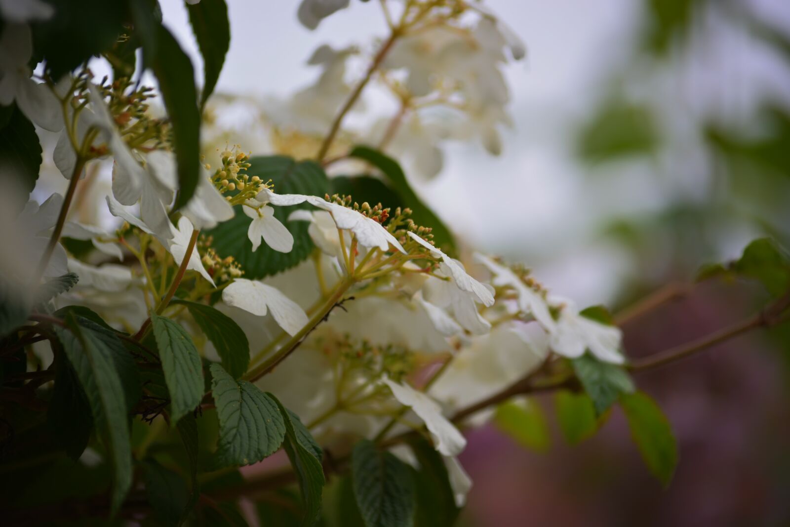 Nikon D5200 sample photo. Spring, flowers, garden photography