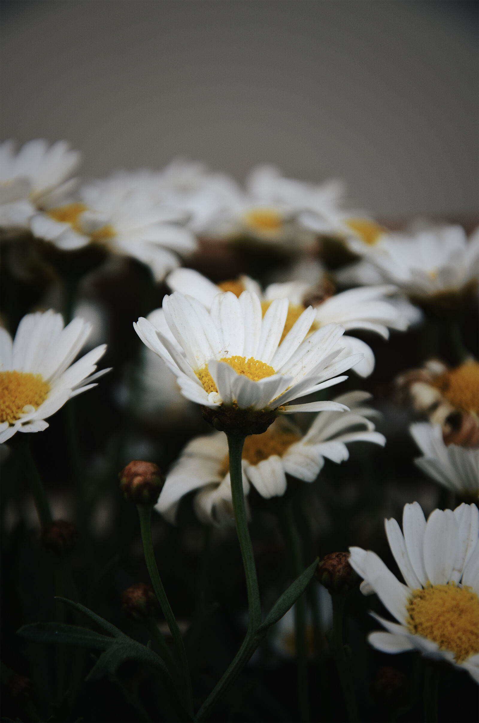 Nikon D3300 sample photo. Beautiful, flowers, bunch, of photography