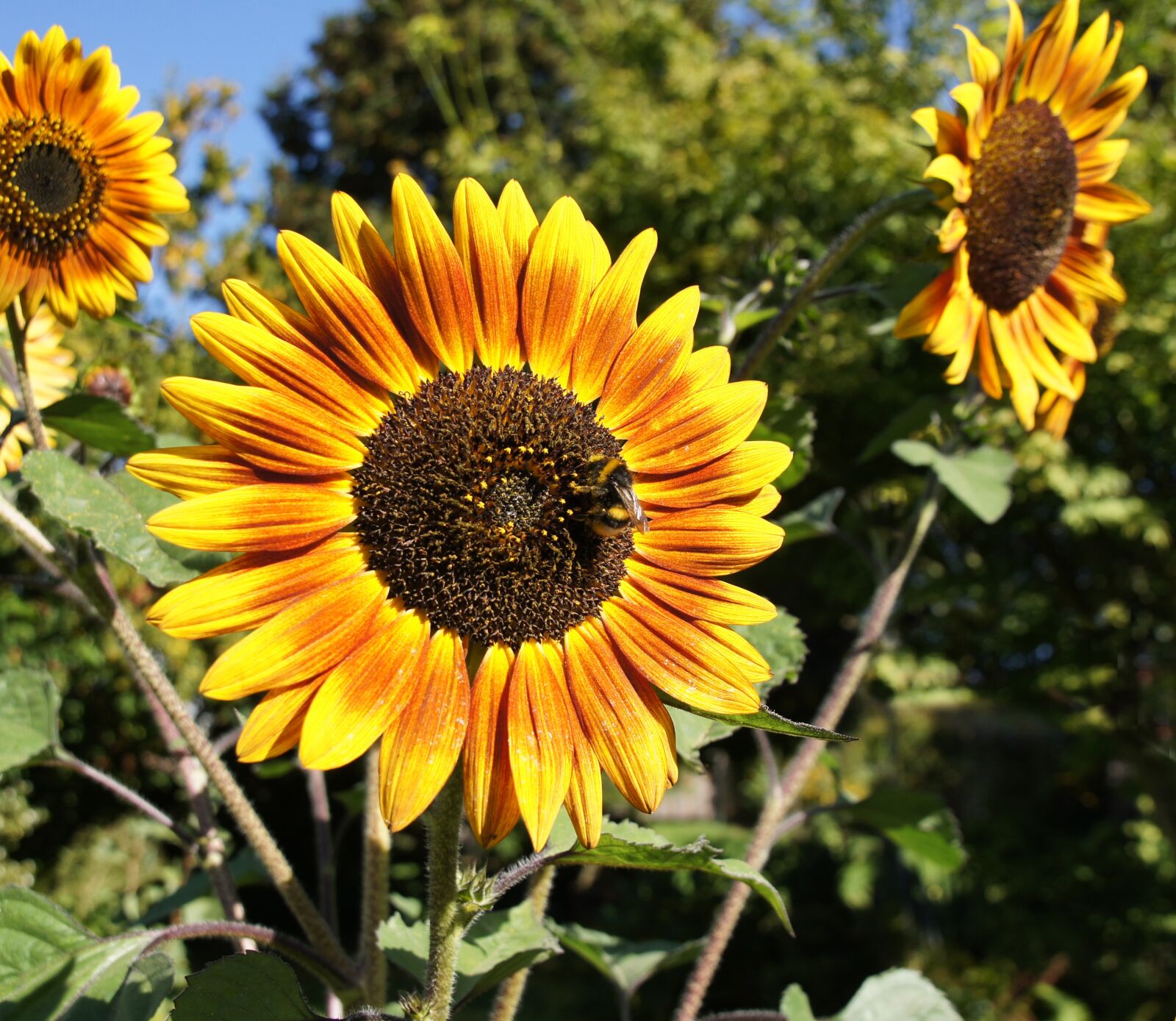 Sony SLT-A33 sample photo. Sunflower, nature, flower photography