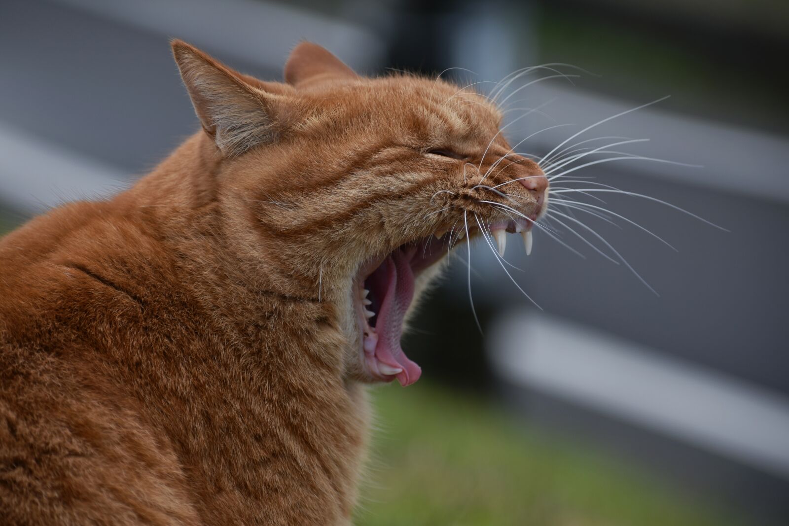 Nikon D7200 sample photo. Animal, walk, promenade photography
