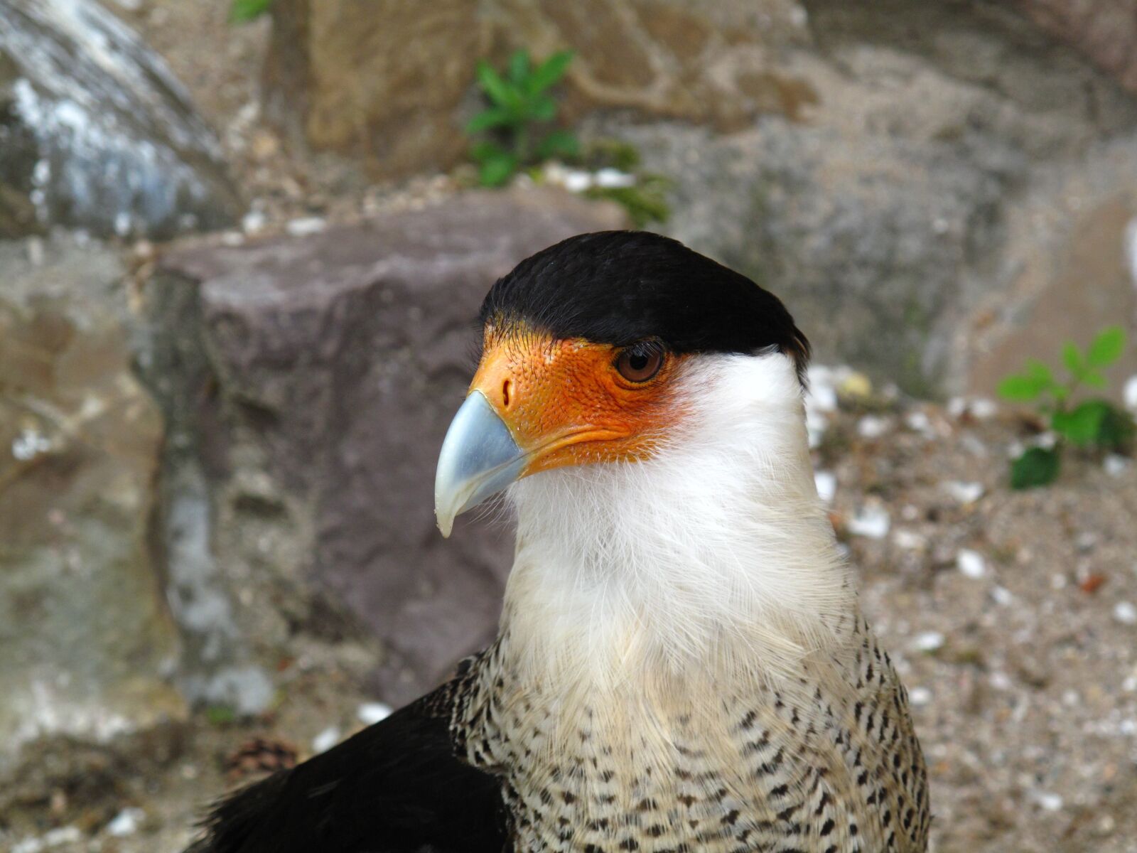 Canon PowerShot G10 sample photo. Bird, beak, feathers photography