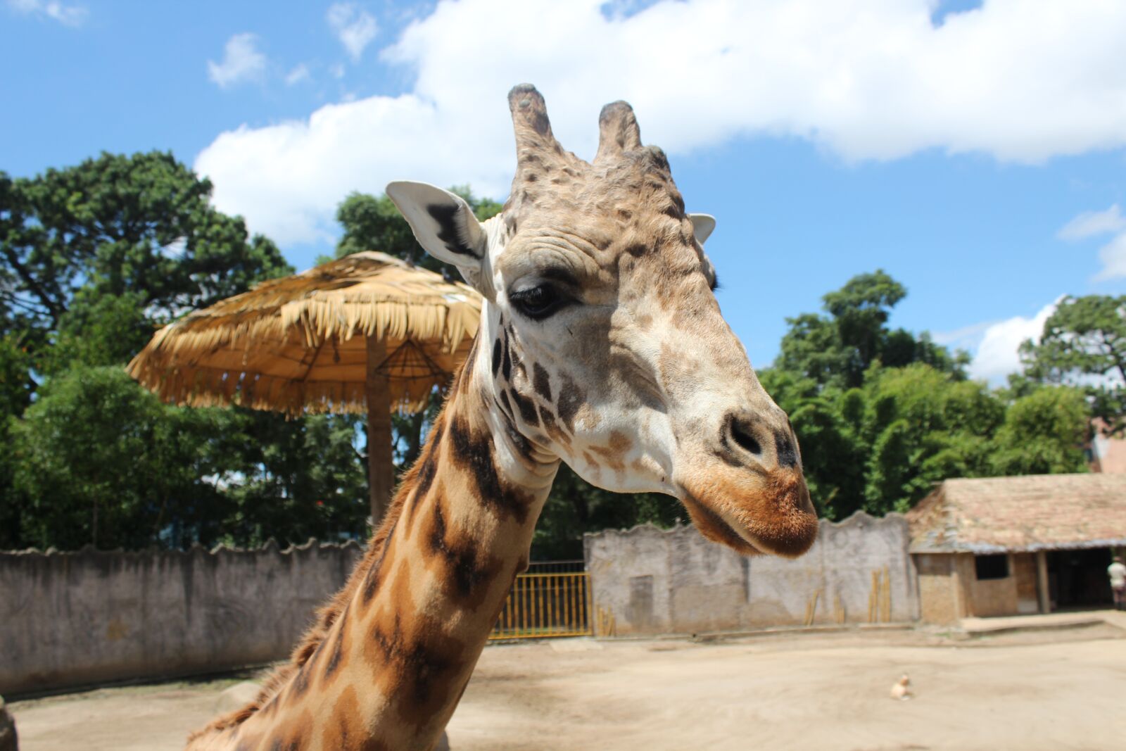 Canon EOS 1300D (EOS Rebel T6 / EOS Kiss X80) sample photo. Giraffe, guatemala, central america photography