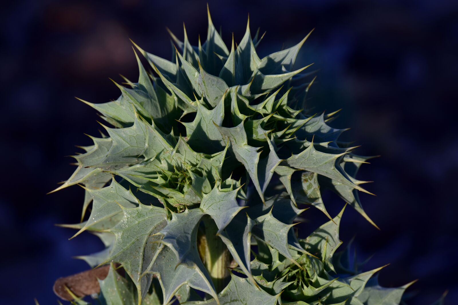 Nikon D3300 sample photo. Beach-thistle, eryngium maritimum, cactus photography