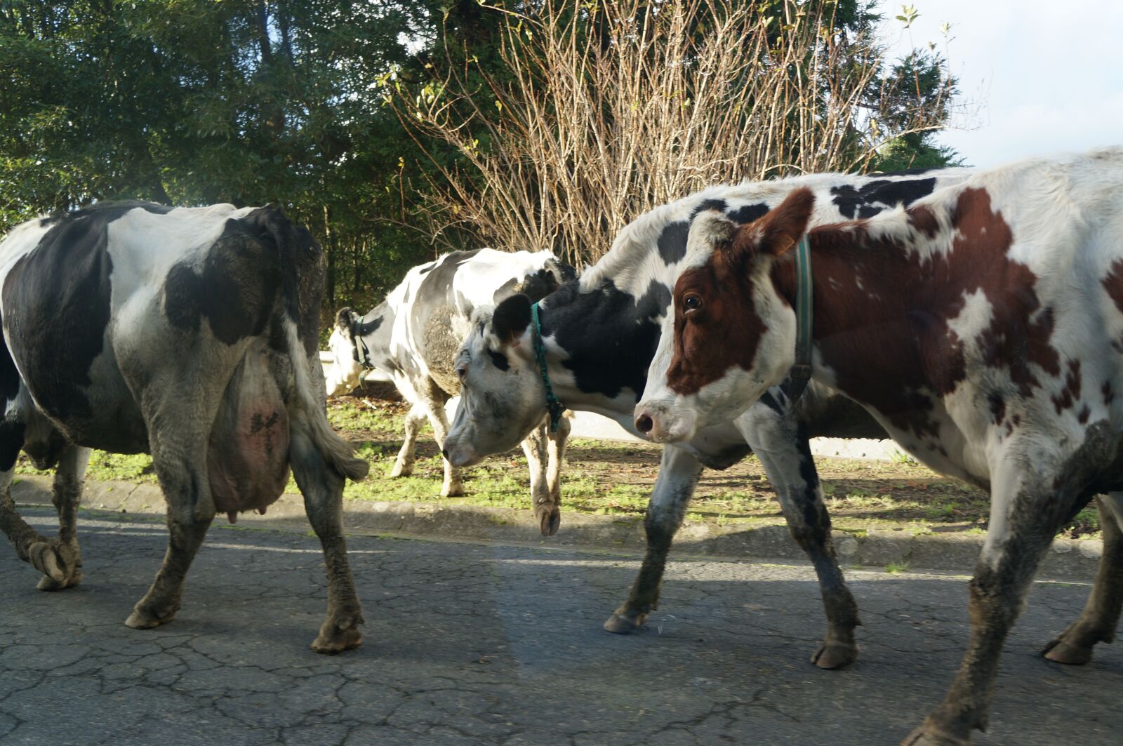 Sony Alpha NEX-5R + Sony E 18-55mm F3.5-5.6 OSS sample photo. азорские коровы, вкусное молоко, португалия photography