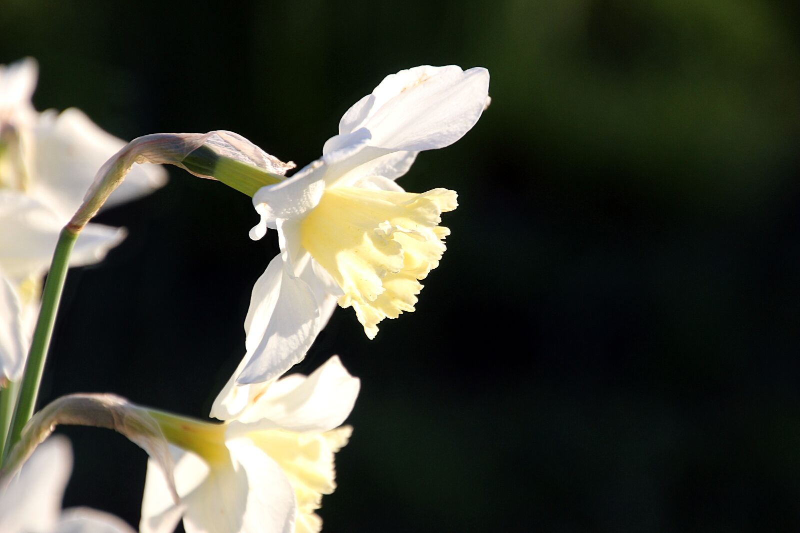 Canon EOS 600D (Rebel EOS T3i / EOS Kiss X5) sample photo. Spring, flower, yellow photography