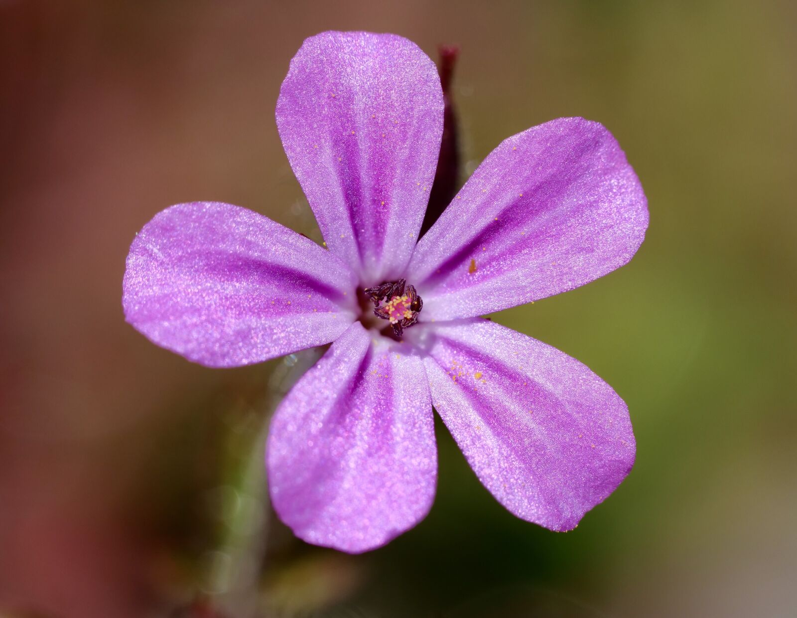 Panasonic Lumix DC-G9 sample photo. Macro, close up, spring photography