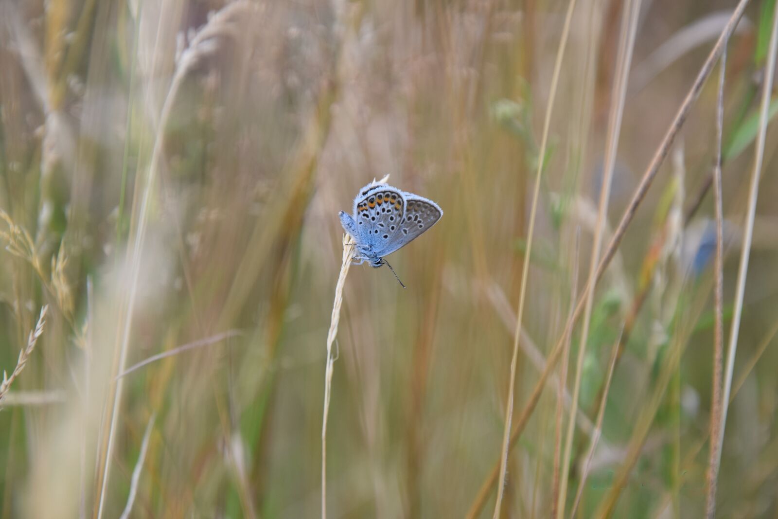 Nikon D5300 sample photo. Butterfly, blue, summer photography