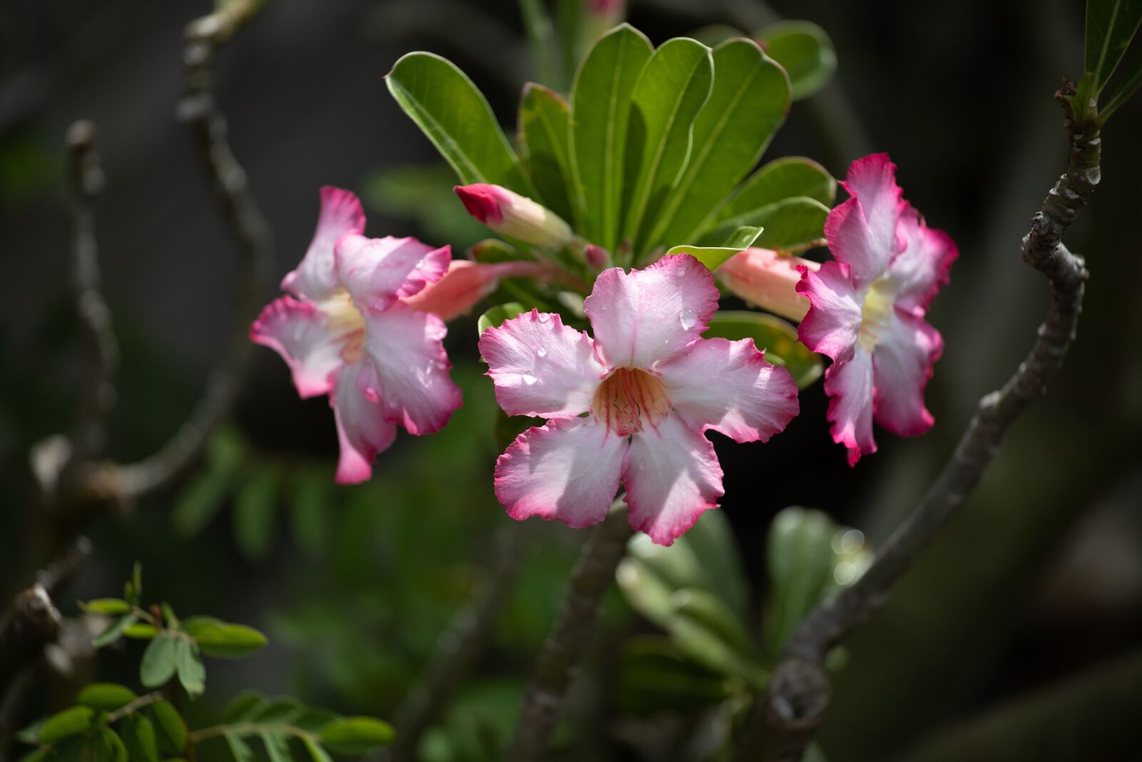 Canon EOS RP sample photo. Invited to visit, flowers photography