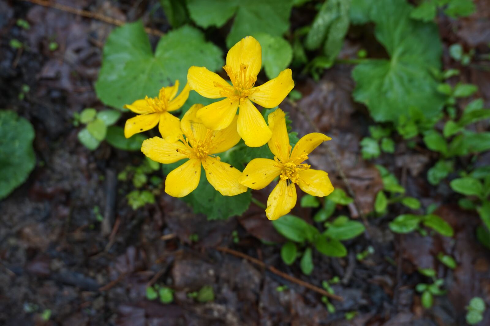 Sony Alpha a5000 (ILCE 5000) sample photo. Flowers, yellow, spring photography