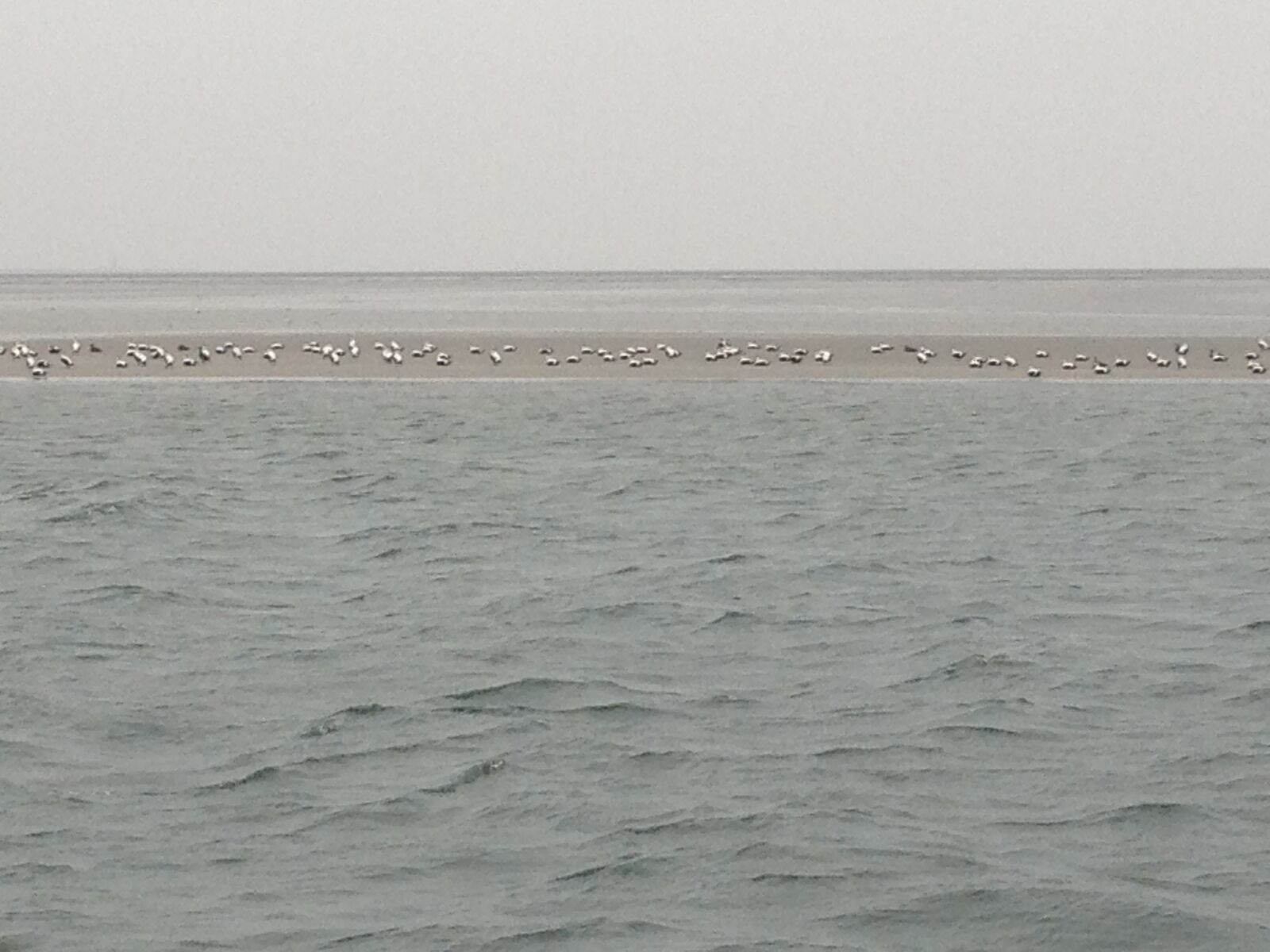 Apple iPhone 5 sample photo. Sea, islands, animals photography