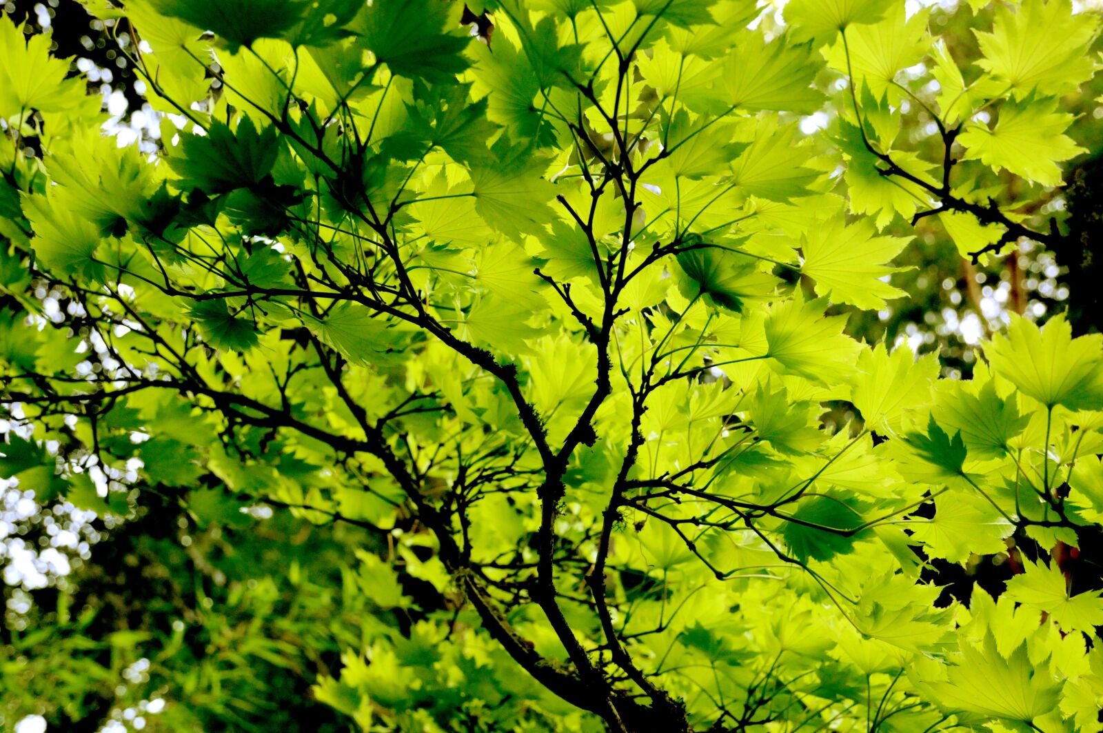 Nikon D300 sample photo. Japanese maple, foliage, green photography
