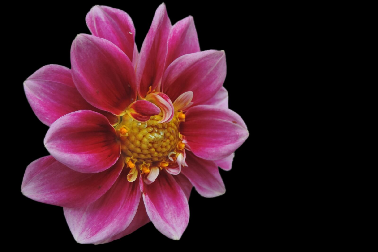 Nikon Coolpix P520 sample photo. Dahlia, blossom, bloom photography