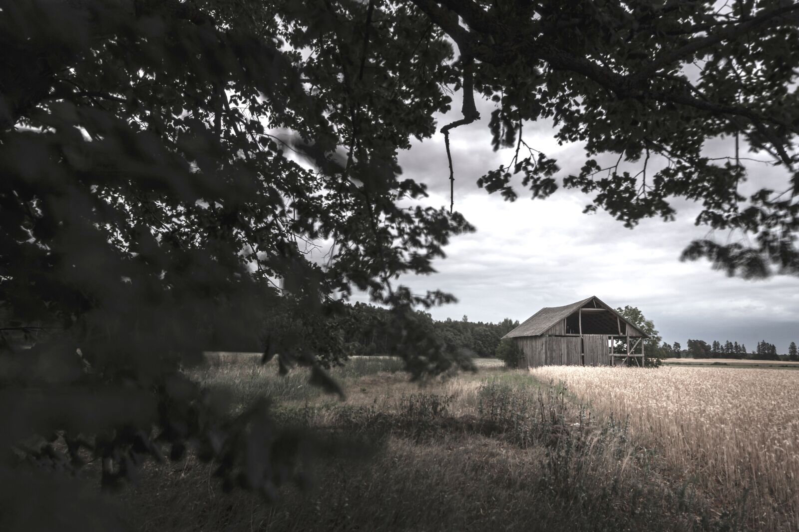 Nikon D60 sample photo. Barn, rye, tree photography