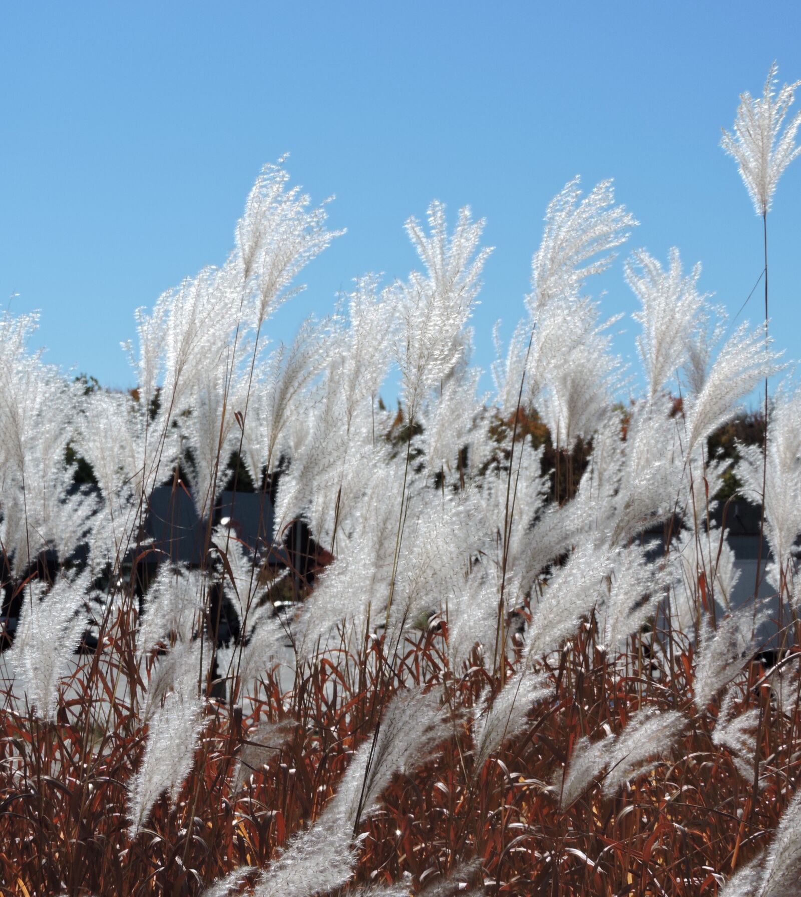 Nikon Coolpix P600 sample photo. Pampas, grass, white photography