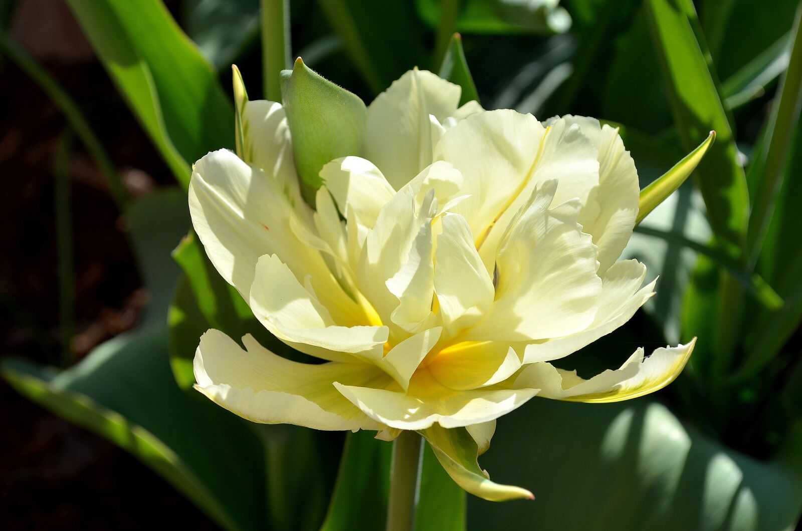 Nikon D5100 sample photo. Tulip, white, green photography