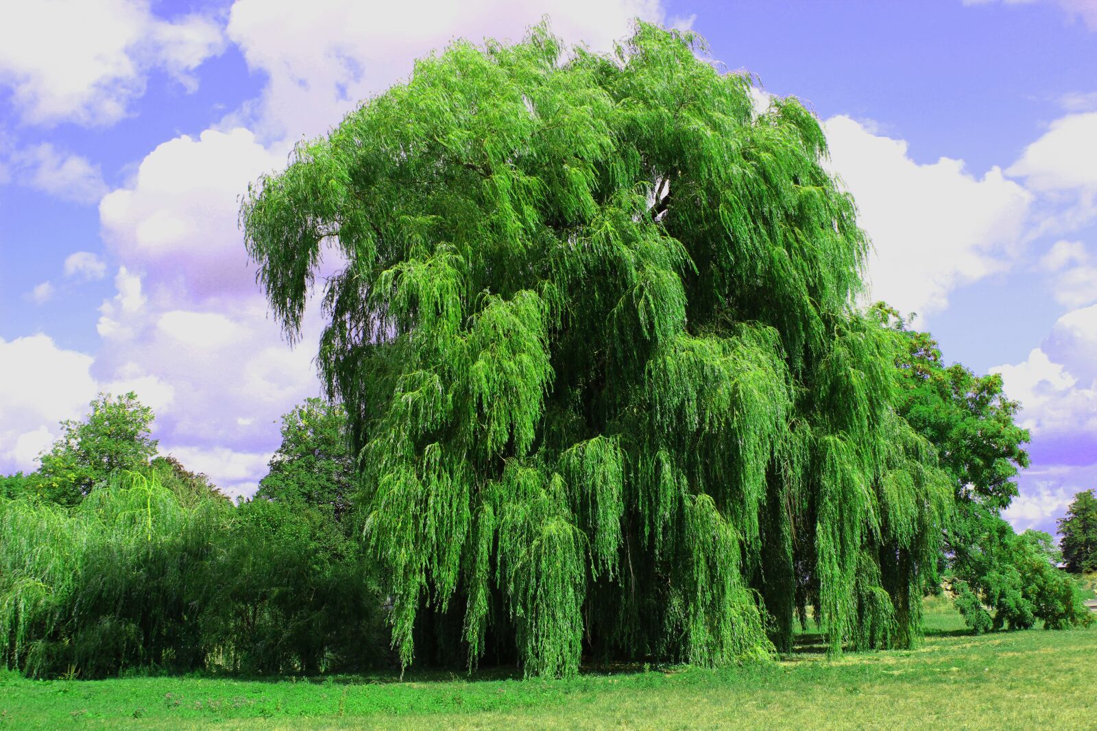 Canon EOS 600D (Rebel EOS T3i / EOS Kiss X5) sample photo. Weeping willow, tree, pasture photography