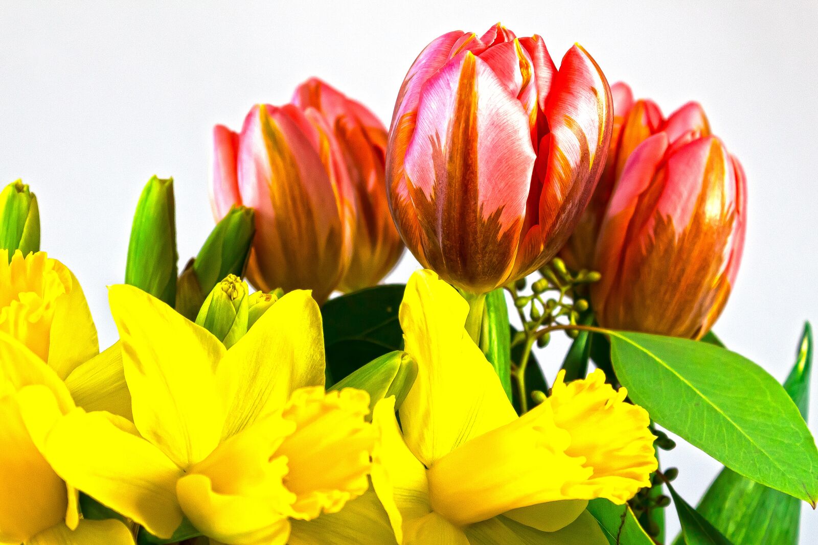 Canon EOS 1300D (EOS Rebel T6 / EOS Kiss X80) sample photo. Tulip, lilies, spring photography