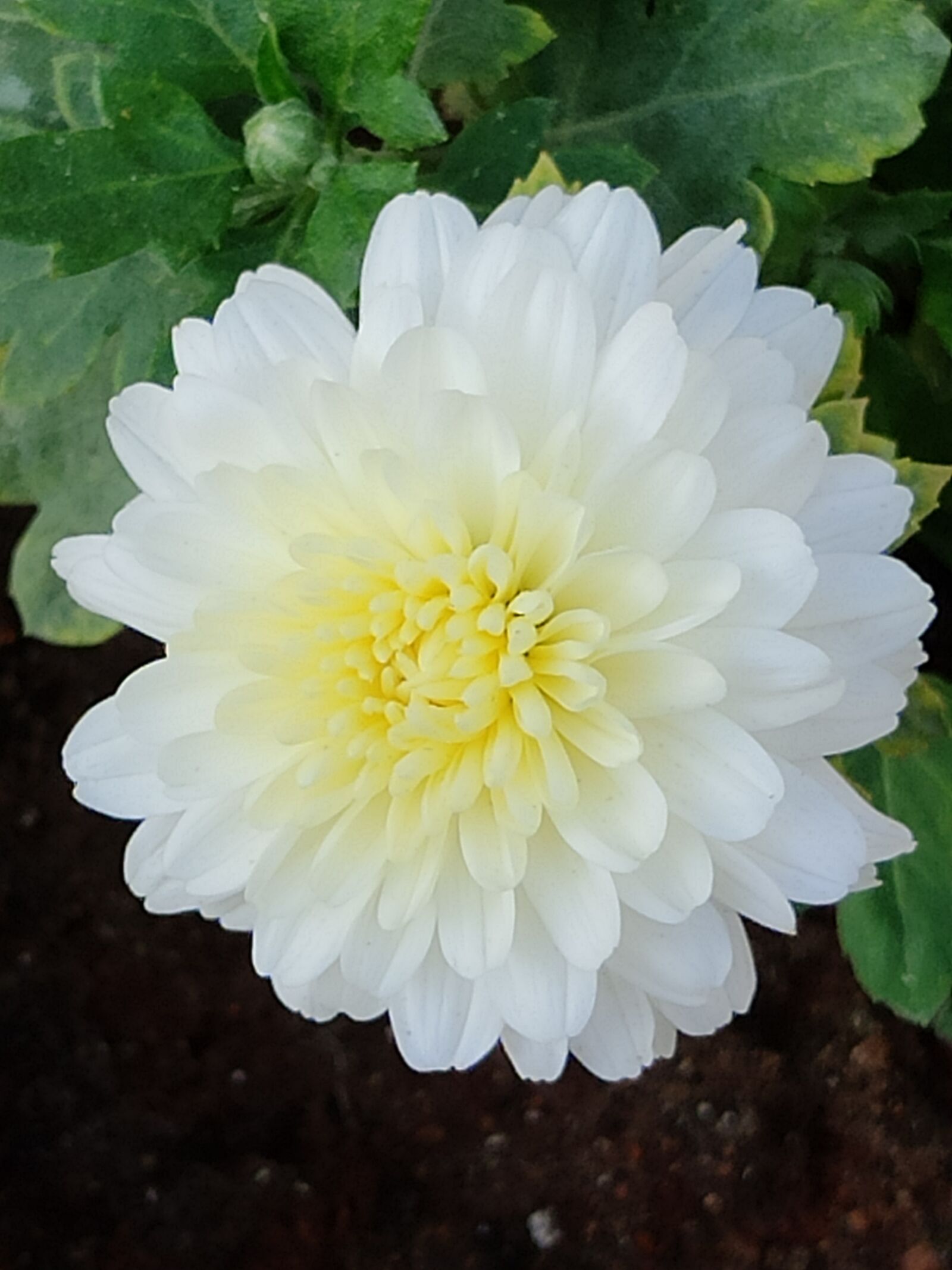 Xiaomi Redmi Note 7 Pro sample photo. Cute, beautiful, nature photography