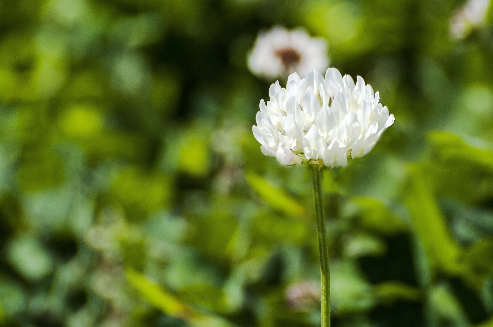 Nikon D5000 sample photo. Flower, micro, nature photography