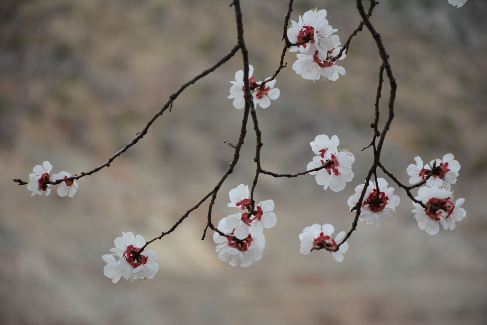 Nikon D7100 sample photo. Spring, white, flower photography