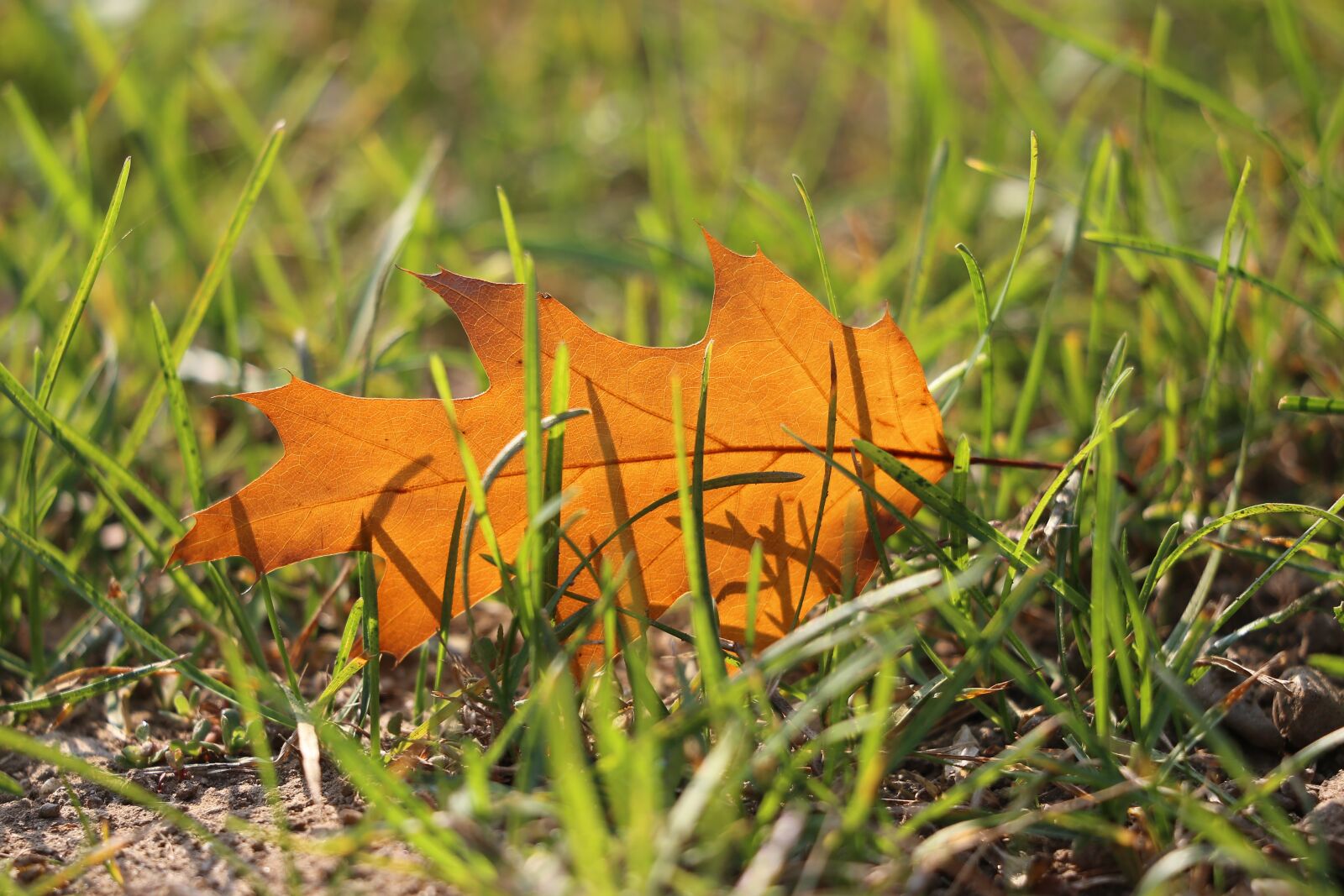 Canon EF 70-300 F4-5.6 IS II USM sample photo. Oak, quercus, brown leaf photography
