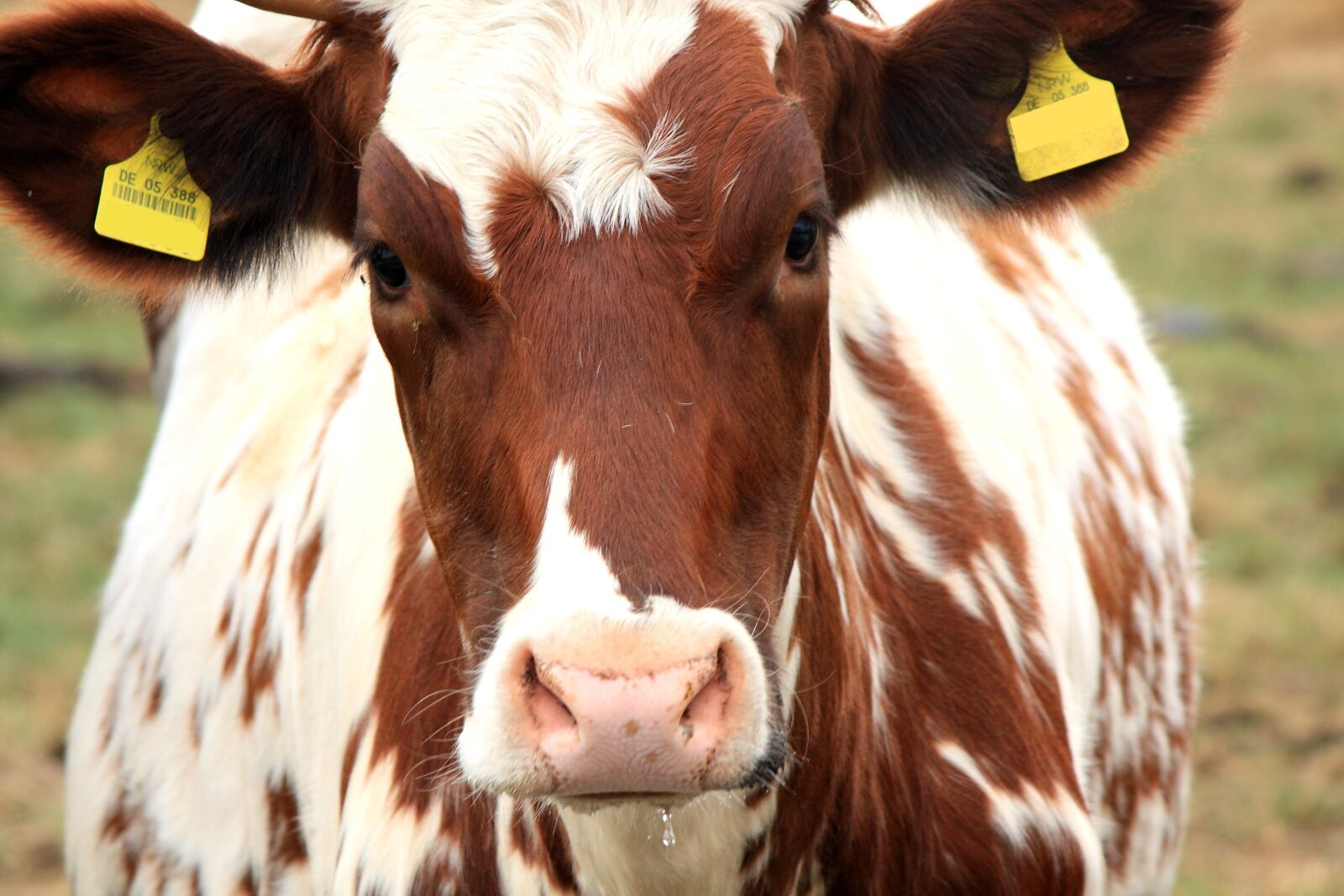 Canon EOS 450D (EOS Rebel XSi / EOS Kiss X2) sample photo. Cow, brown cow, brown photography