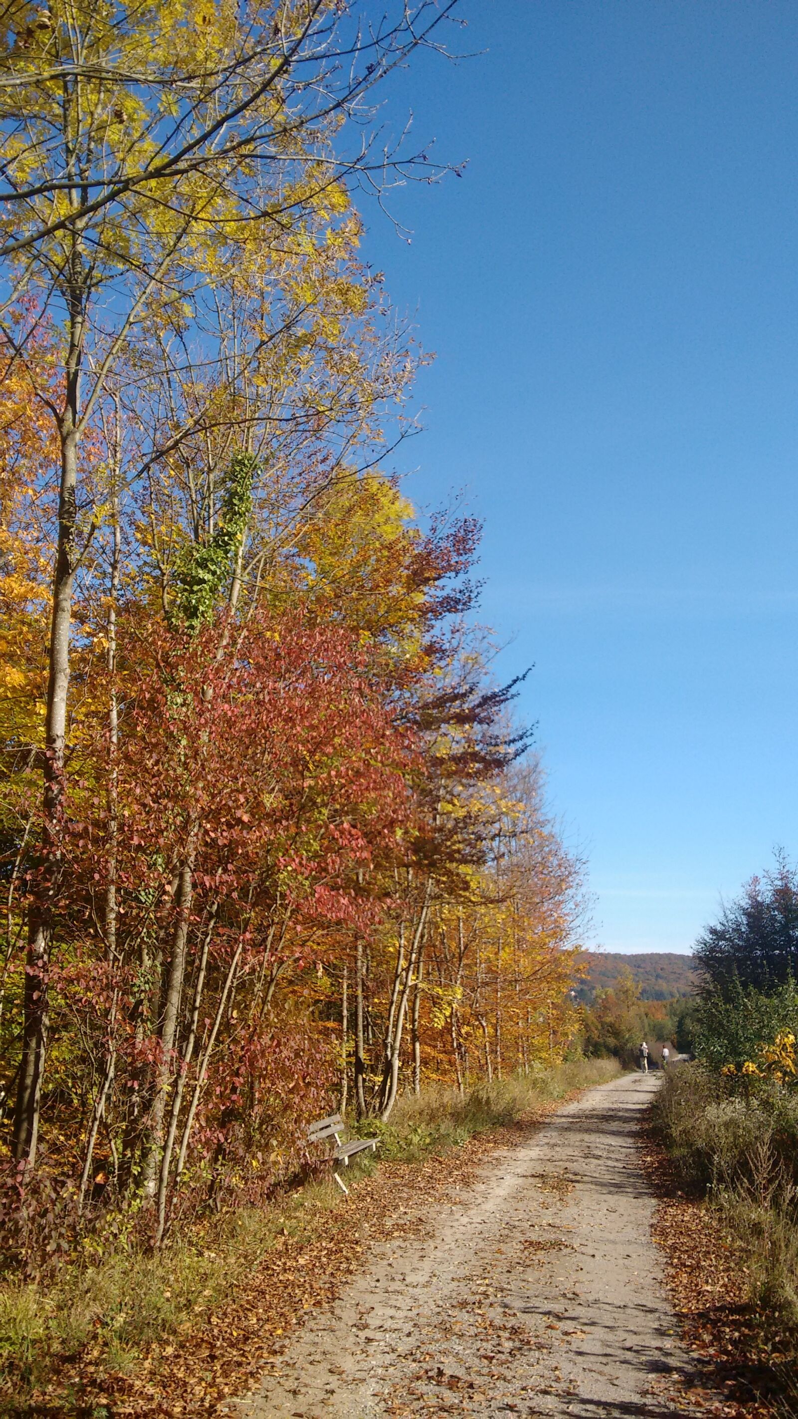 Motorola Moto G (2nd Gen) sample photo. Golden autumn, autumn forest photography