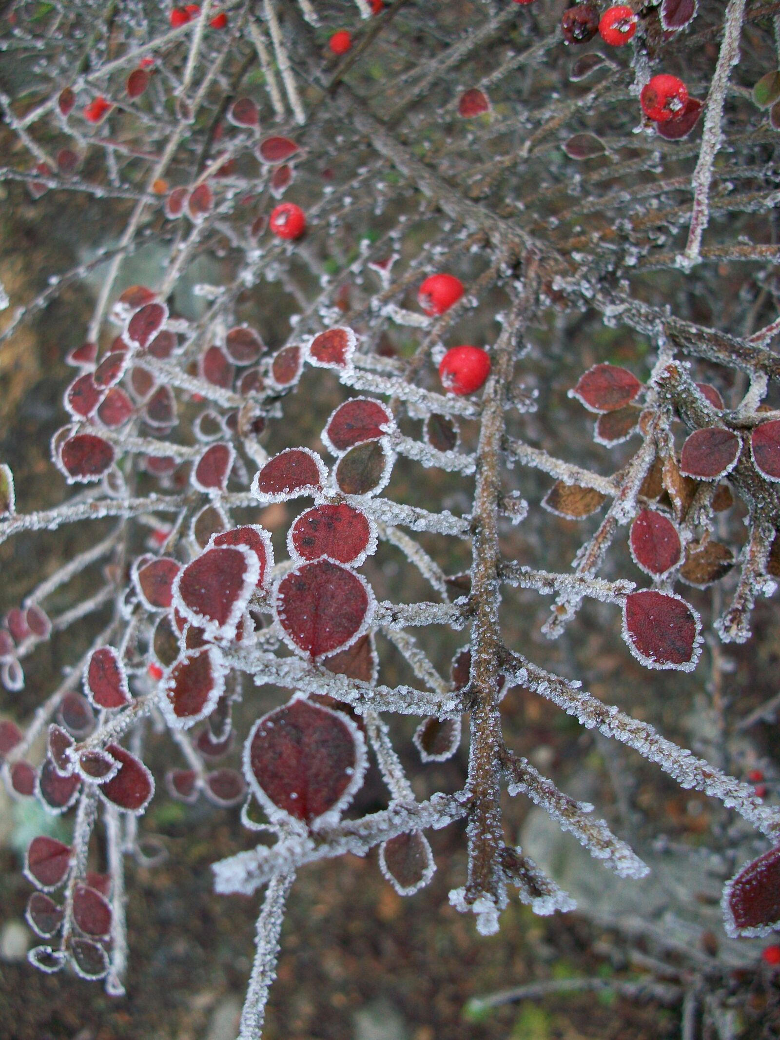 Kodak EASYSHARE M1063 DIGITAL CAMERA sample photo. Frost, leaves, red leaves photography