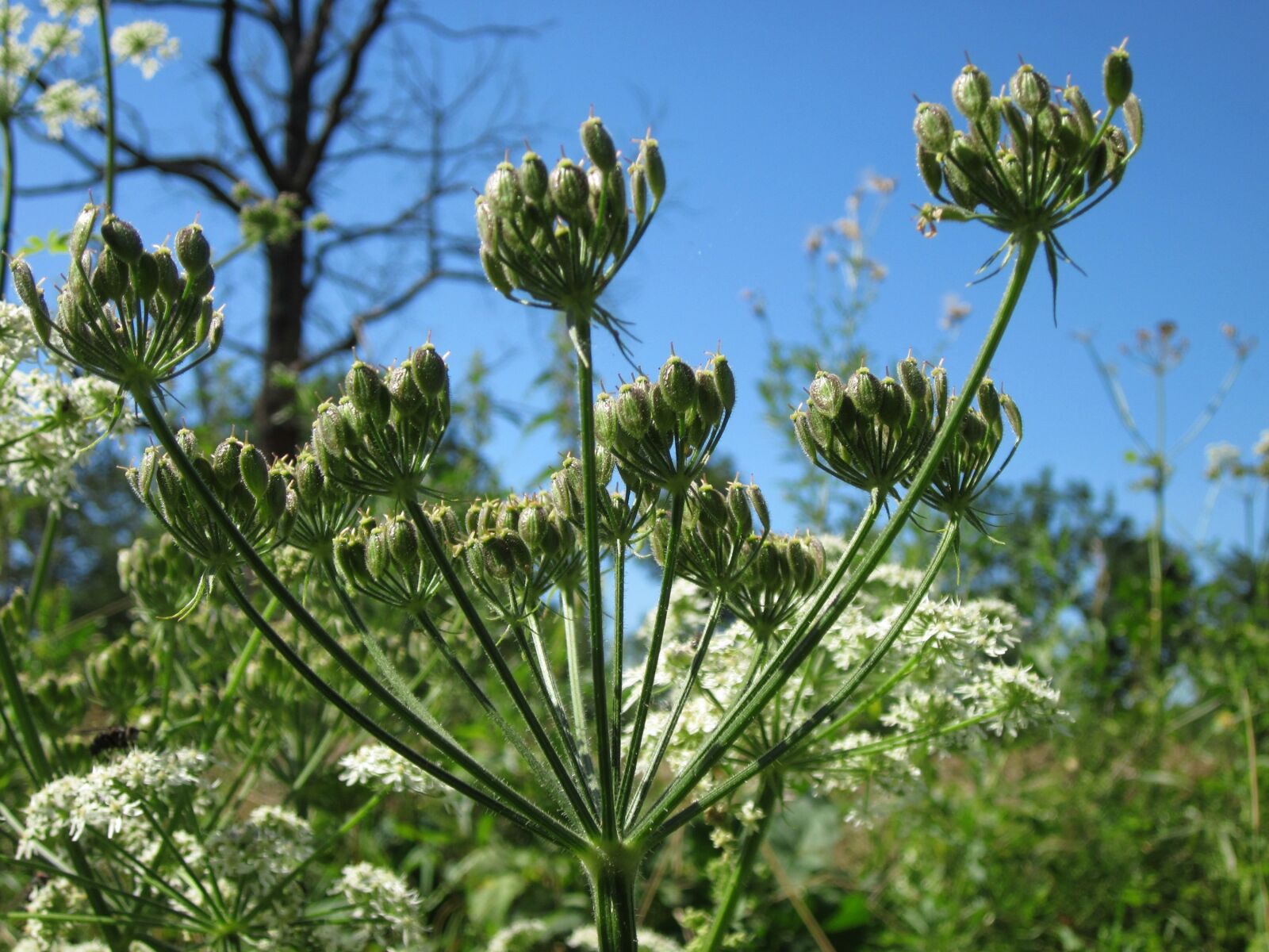 Canon PowerShot A1200 sample photo. Apiaceae hercaleum, hogweed, cow photography