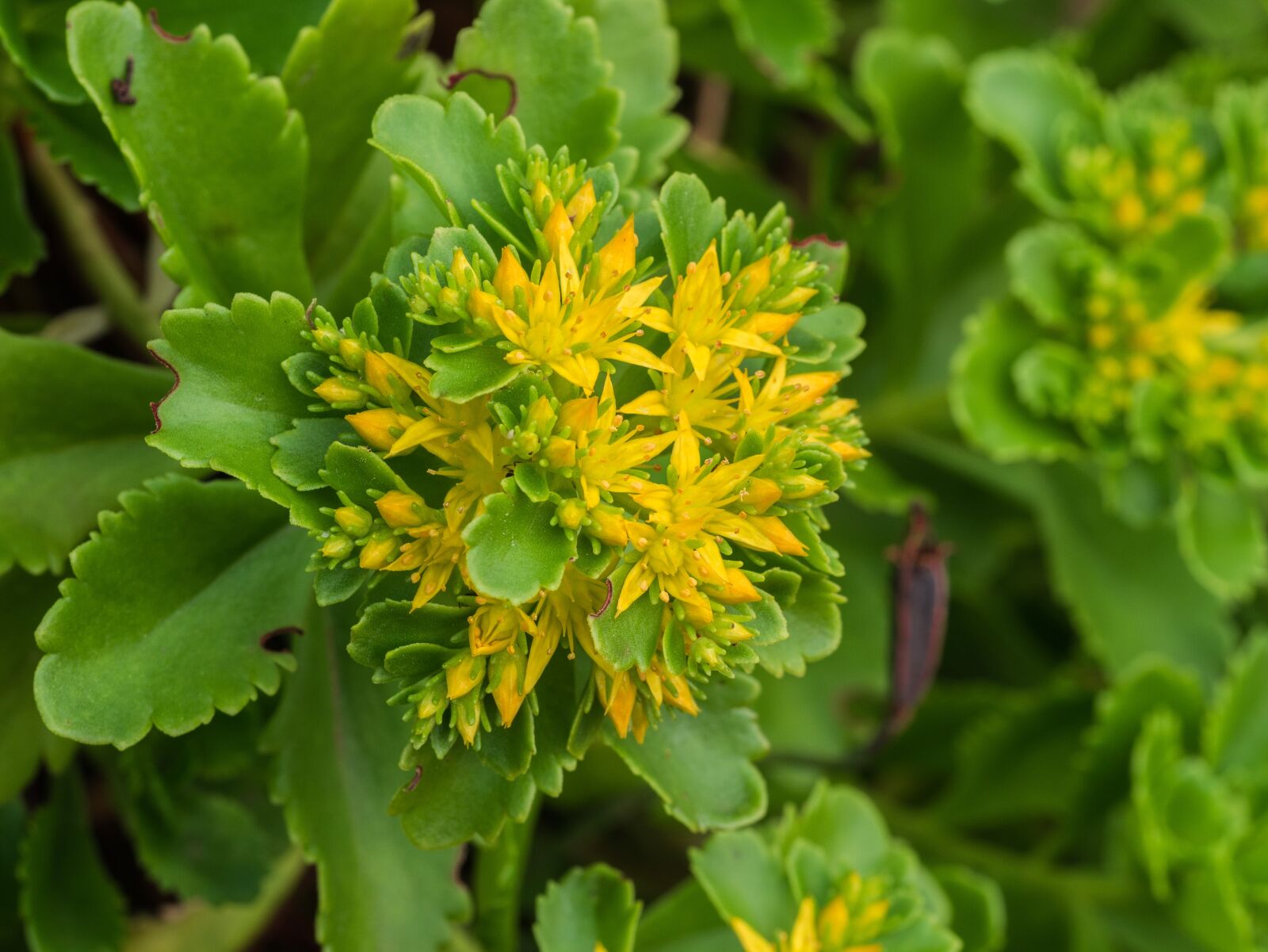 Panasonic DMC-G81 sample photo. Flower, plant, leaves photography