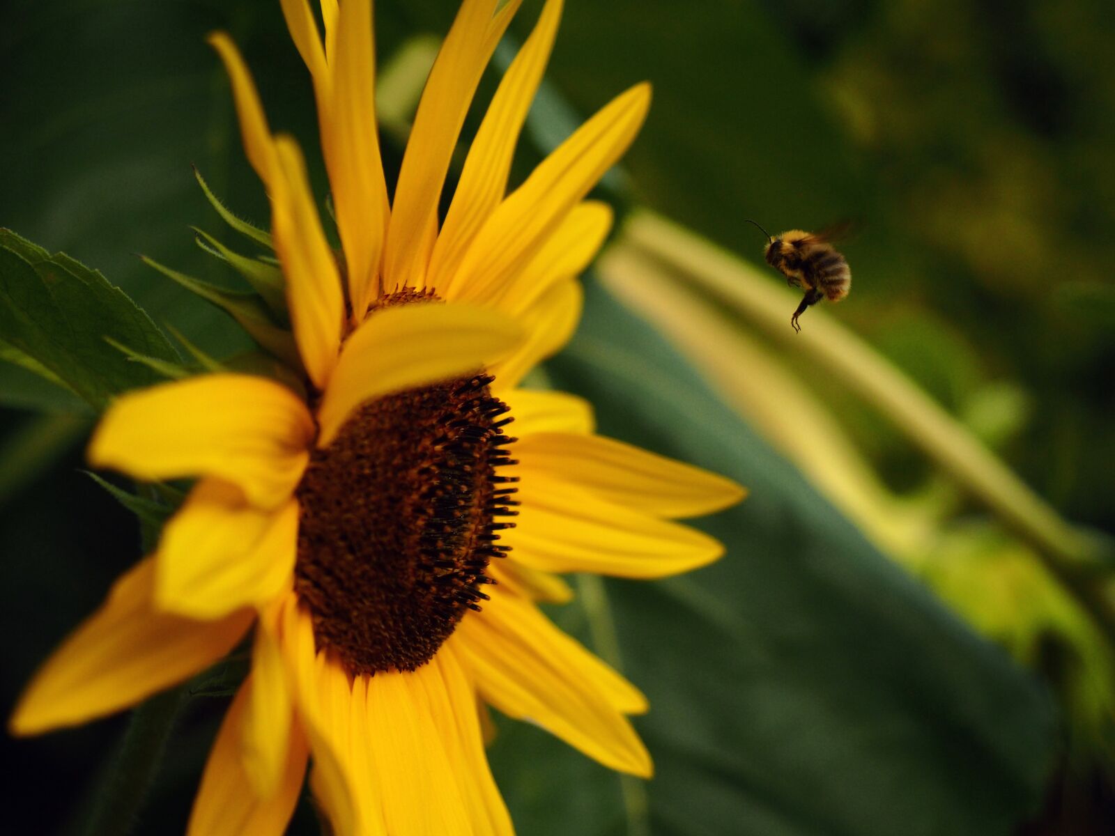 Olympus OM-D E-M10 sample photo. Bee, sunflower, blossom photography