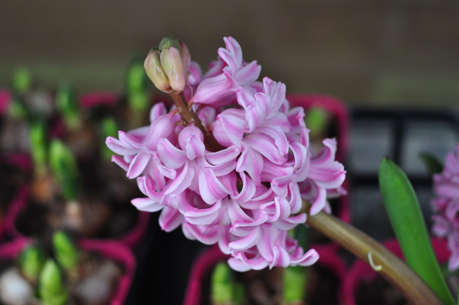Nikon D90 sample photo. Spring, flowers, nature photography