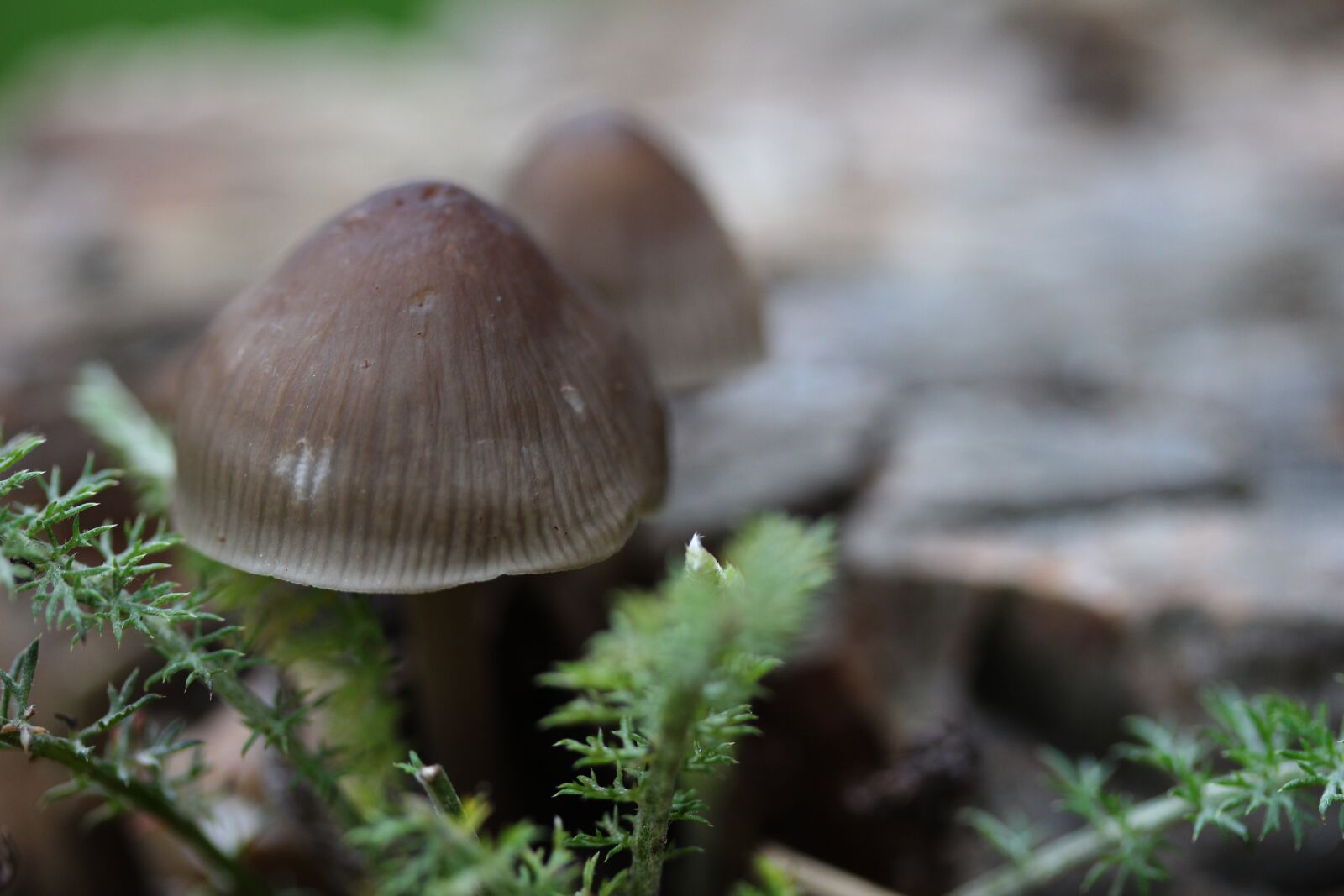 Canon EOS 650D (EOS Rebel T4i / EOS Kiss X6i) sample photo. Mushroom, wood, mushrooms photography