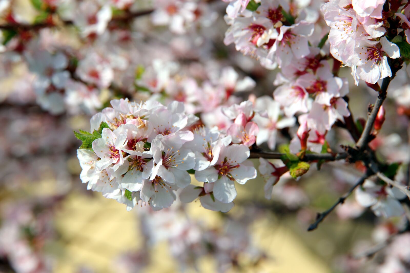 Canon EOS 650D (EOS Rebel T4i / EOS Kiss X6i) sample photo. Cherry, bloom, cherry blossoms photography